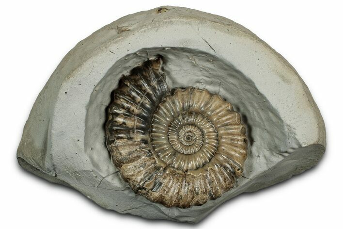Ammonite (Androgynoceras) Fossil In Concretion - England #350694